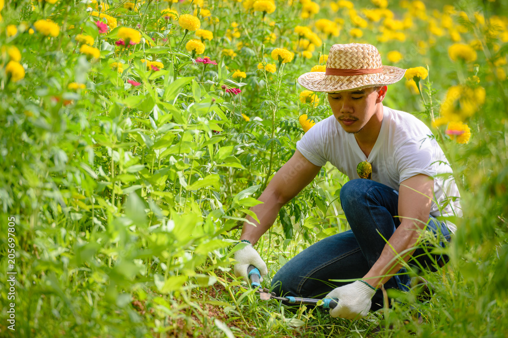 Asian worker or gardener Put on a white shirt and jeans. Grass was cut with  large scissors. In his marigold garden. Stock Photo | Adobe Stock