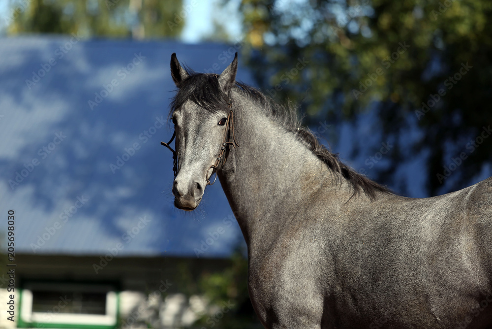 gray orlov trotter mare gray orlov trotter mare