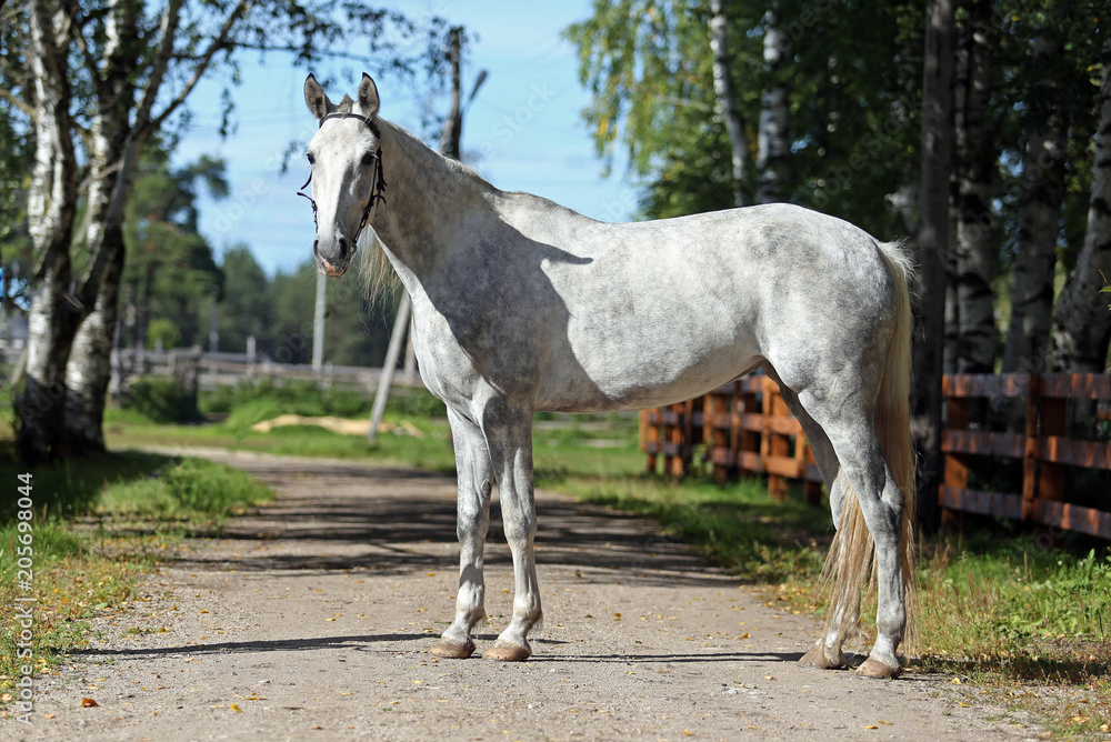 gray orlov trotter mare