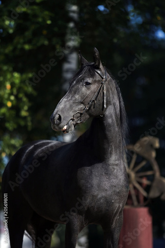 gray orlov trotter mare