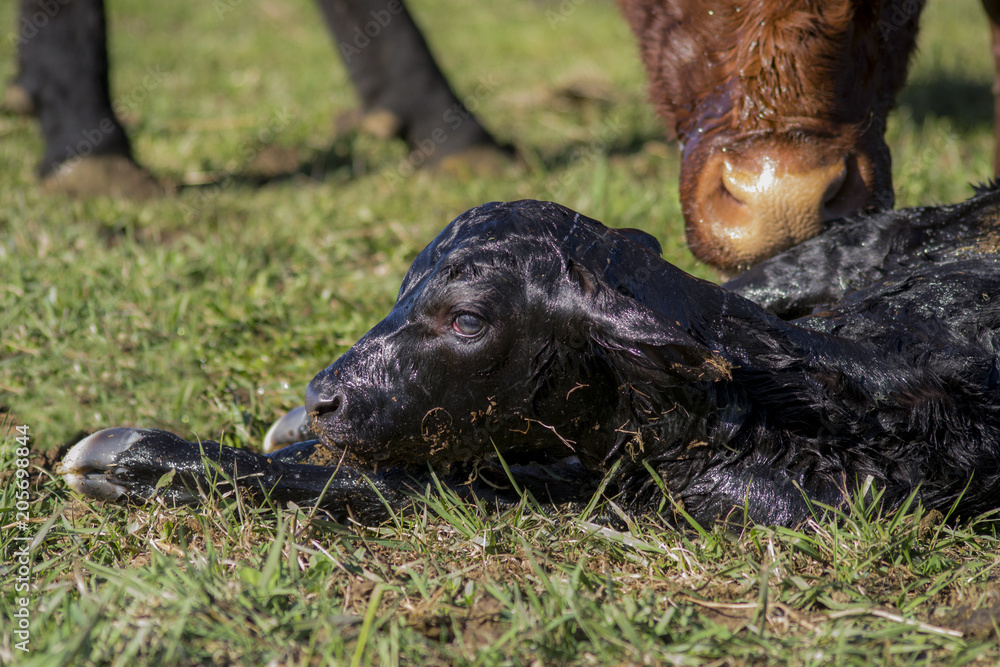 custom made wallpaper toronto digitalFresh Newborn Calf