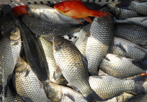 close up on live carp fish for sale