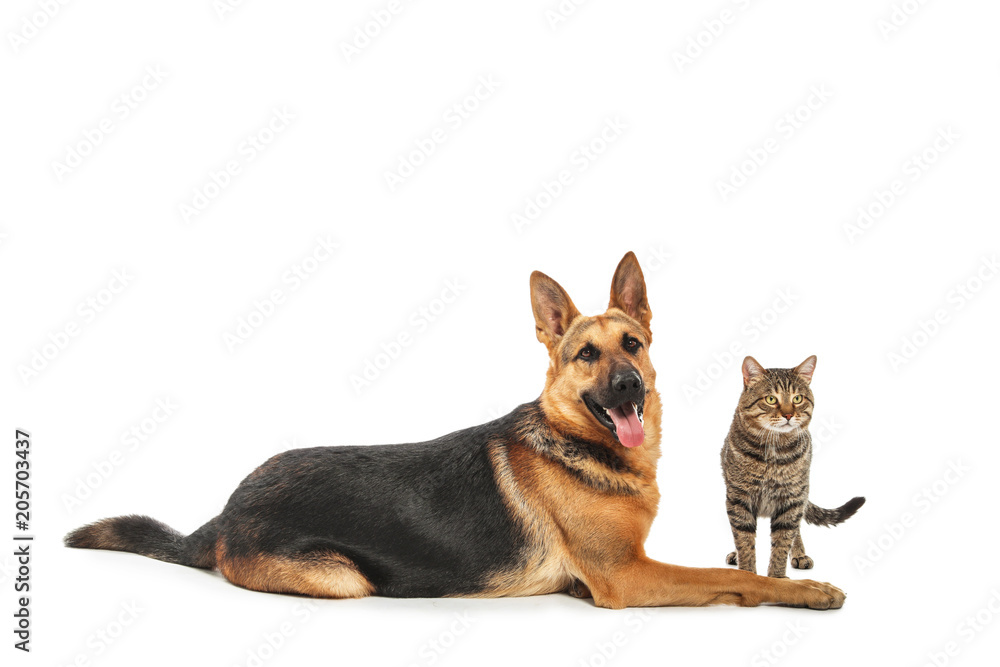 Adorable cat and dog on white background. Animal friendship