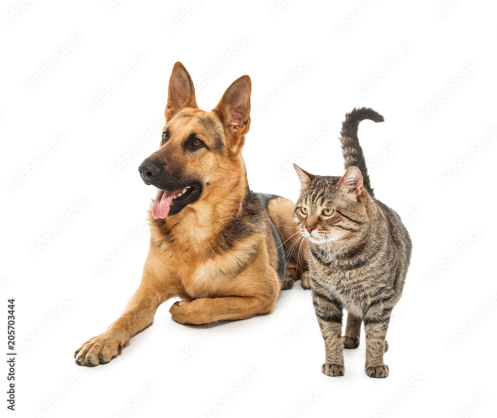 Adorable cat and dog on white background. Animal friendship Adorable cat and dog on white background. Animal friendship