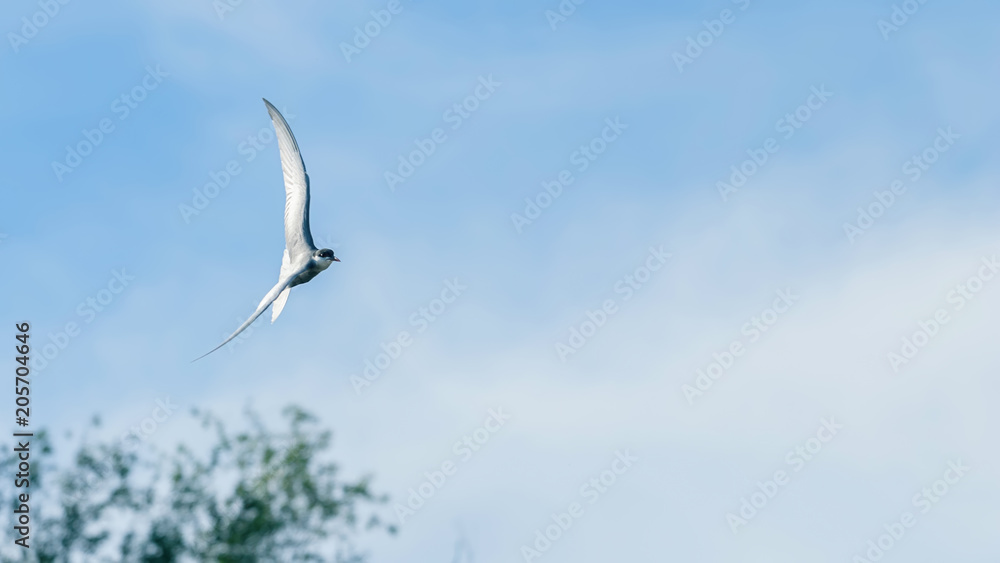 Fototapeta premium Little Tern Fly Sterna albifrons
