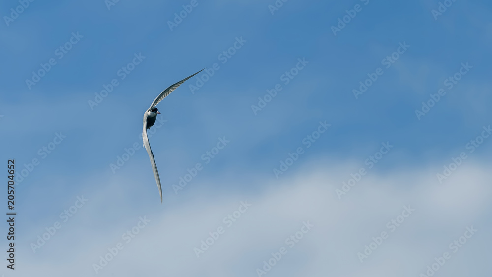 Naklejka premium Little Tern Fly Sterna albifrons