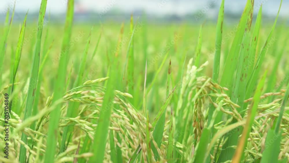 Ears of rice in the rice field. Slider shot Ears of rice in the rice field. Slider shot
