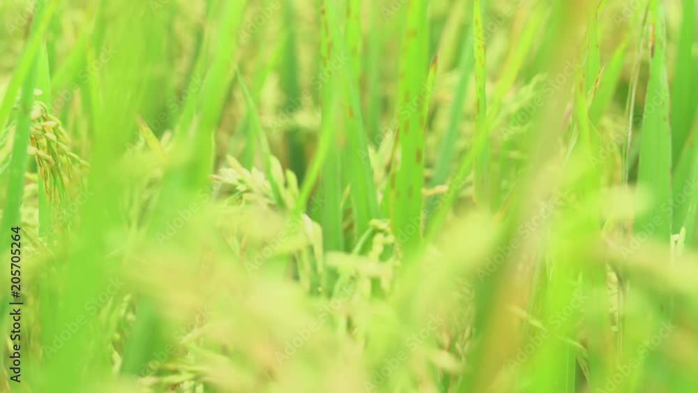 Ears of rice in the rice field. Slider shot Ears of rice in the rice field. Slider shot