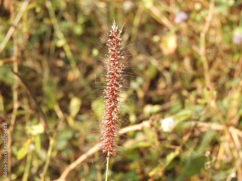 Pennisetum alopecuroides (Fountain Grass)