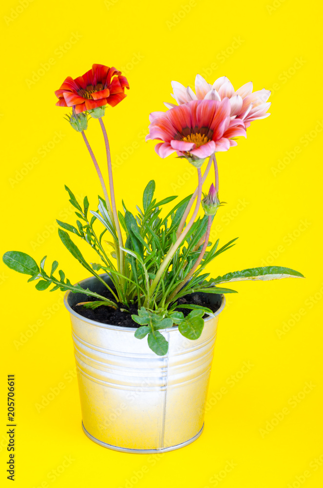 Beautiful pink flower in metal pot on bright pastel background