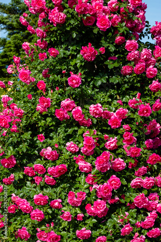 Fototapeta Naklejka Na Ścianę i Meble -  red roses in spring