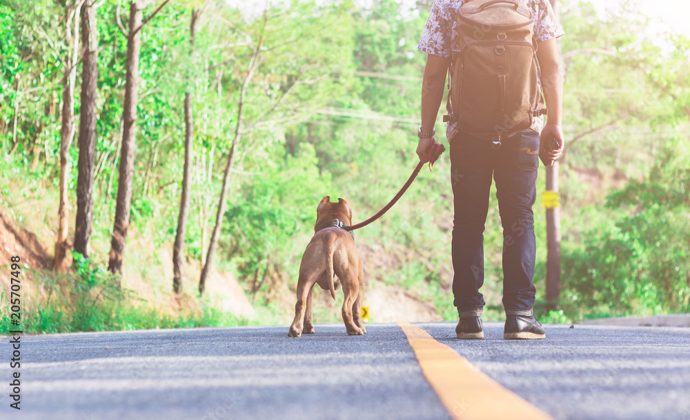 young men holding smart phone with backpack and his pitbull dog wolking on road young men holding smart phone with backpack and his pitbull dog wolking on road