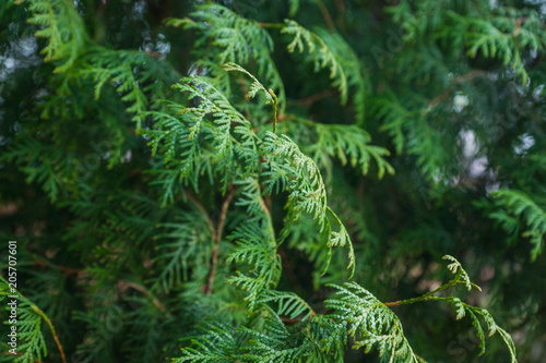 Green thuja in the park. Selective focus.