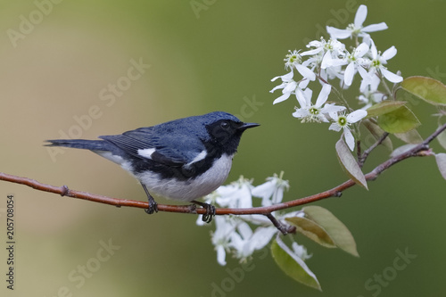 Male Black-throated Blue Warbler perched on a serviceberry branch photo