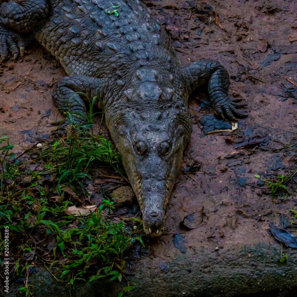 Fototapeta premium reptile face