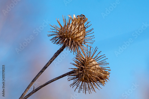 Vászonkép closeup on dry burdock seed head or burr against blue sky