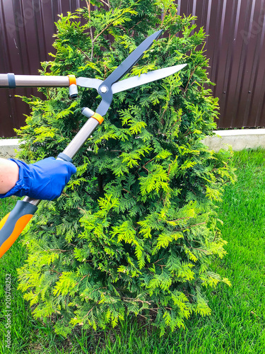 Care of garden, pruning of branches, hand with garden tool