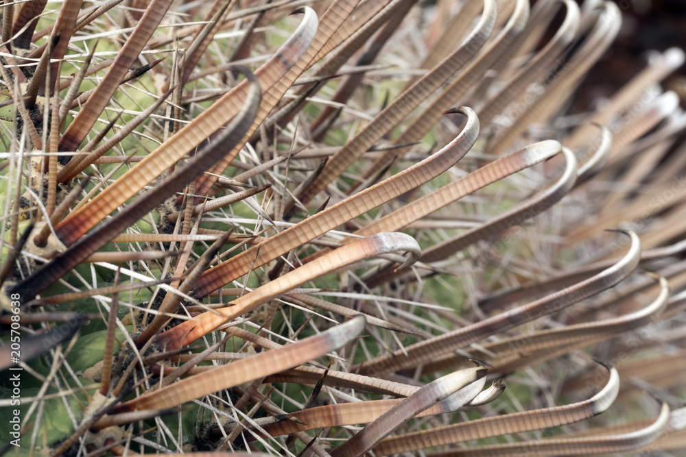 Spine del cactus - particolare Spine del cactus - particolare