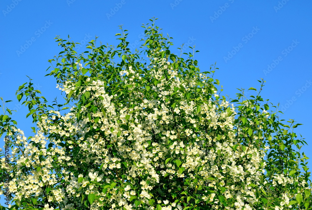 Blooming apple tree against the blue sky