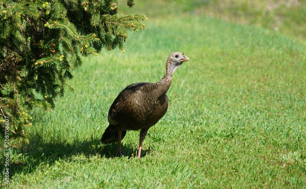 close up on the wild turkey walking on the meadow close up on the wild turkey walking on the meadow