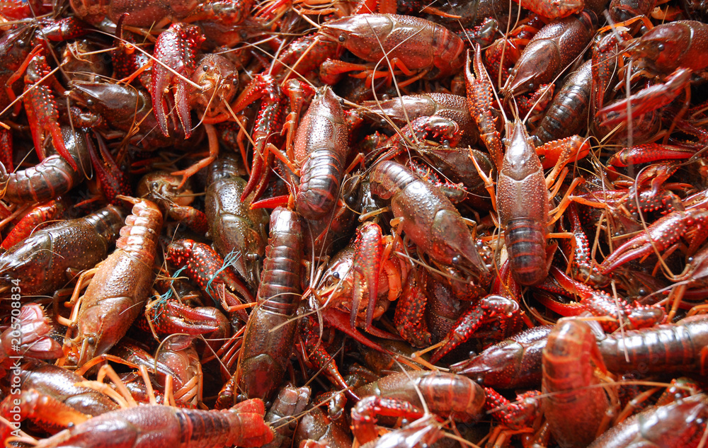 close up on the small red lobsters close up on the small red lobsters
