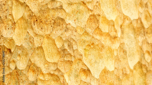 Wallpaper Mural Close up of a bark of Lagerstroemia floribunda tree for a background. Torontodigital.ca
