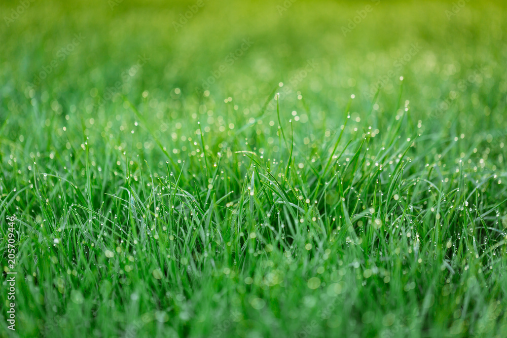 Light morning dew on the fresh grass.