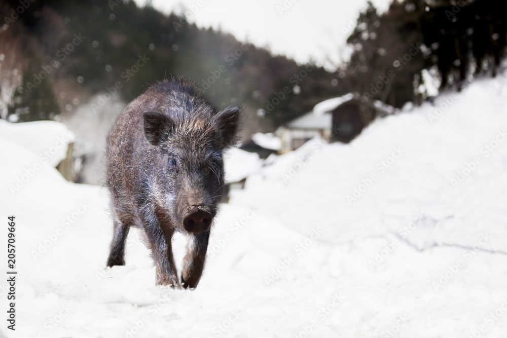 雪山の里を歩くイノシシ。2019年、猪、干支、新年、年賀、年賀状イメージ