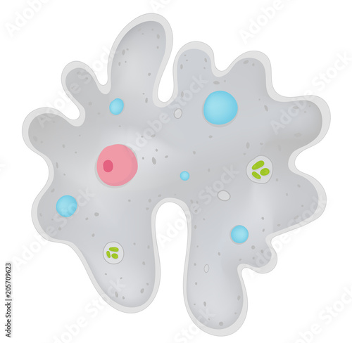 Amoeba Cell