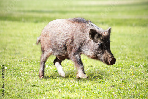 草地を歩く子供のイノシシ。2019年、猪、干支、新年、年賀、年賀状イメージ