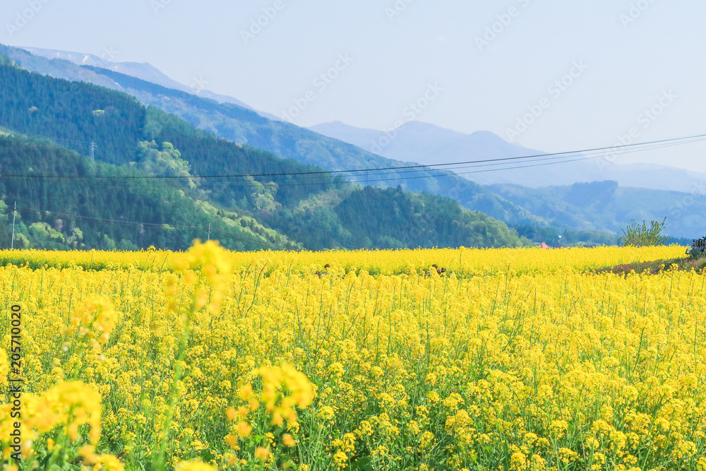 Beautiful Yellow flowers blossoming in spring day,Nanohana flowers in Japan. Beautiful Yellow flowers blossoming in spring day,Nanohana flowers in Japan.