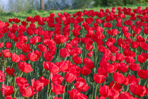 Beautiful tulip , flowers blooming in spring day.