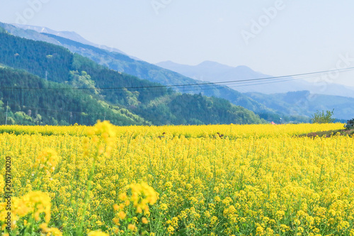 Beautiful Yellow flowers blossoming in spring day,Nanohana flowers in Japan.