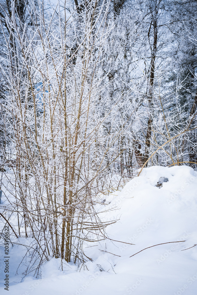 Landscape with hoarfrost on the branches near the lake Zell am See. Austria Landscape with hoarfrost on the branches near the lake Zell am See. Austria