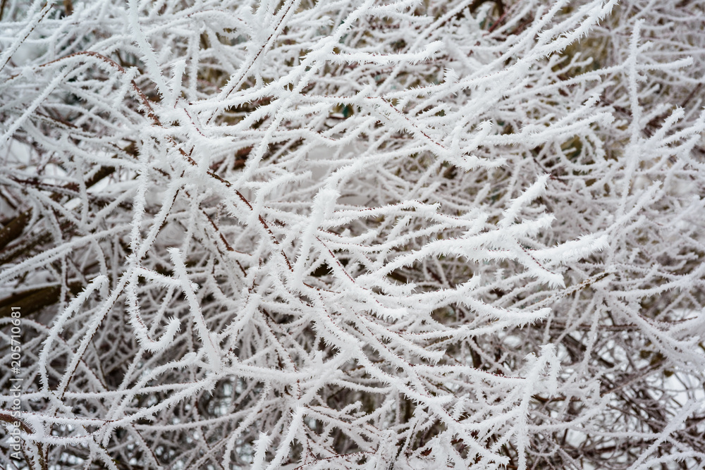 Landscape with hoarfrost on the branches near the lake Zell am See. Austria Landscape with hoarfrost on the branches near the lake Zell am See. Austria
