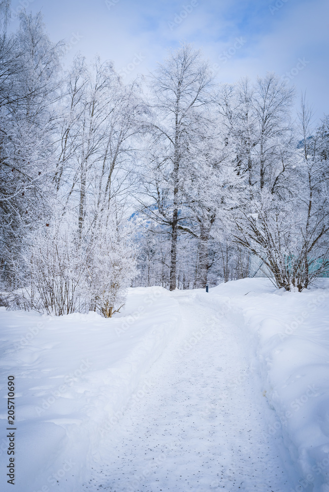 Landscape with hoarfrost on the branches near the lake Zell am See. Austria Landscape with hoarfrost on the branches near the lake Zell am See. Austria