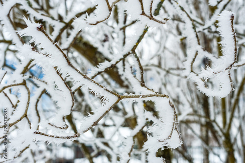 Landscape with hoarfrost on the branches near the lake Zell am See. Austria