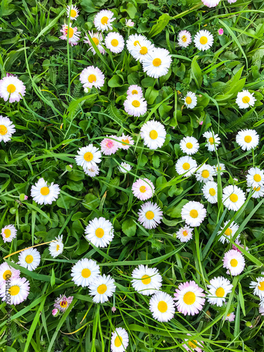 Daisies growing in green grass