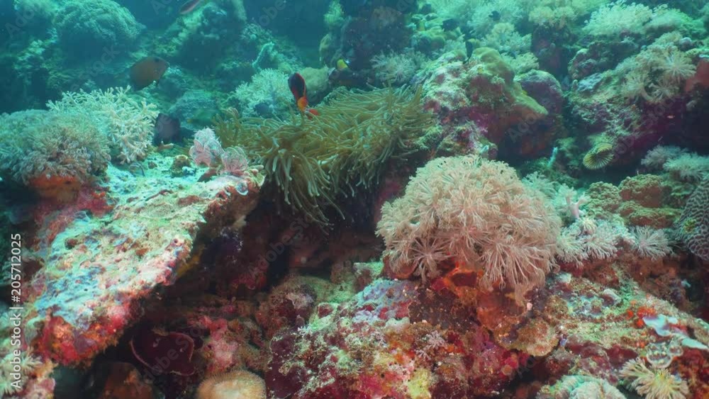 Tropical fish on coral reef at diving. Wonderful and beautiful underwater world with corals and tropical fish. Hard and soft corals. Philippines, Mindoro. Tropical fish on coral reef at diving. Wonderful and beautiful underwater world with corals and tropical fish. Hard and soft corals. Philippines, Mindoro.