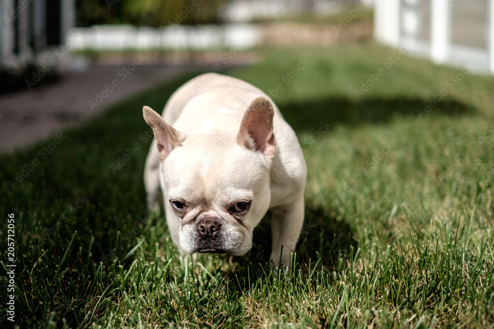 French bulldog on the lawn