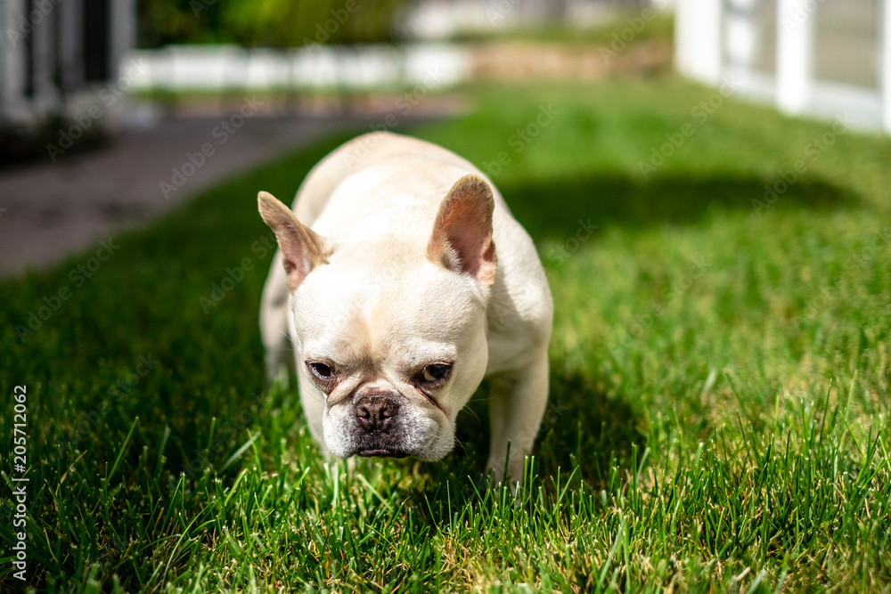 French bulldog on the lawn