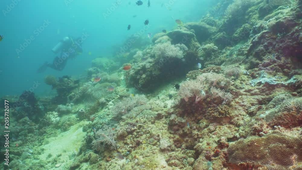 Tropical fish on coral reef at diving. Wonderful and beautiful underwater world with corals and tropical fish. Hard and soft corals. Philippines, Mindoro. Tropical fish on coral reef at diving. Wonderful and beautiful underwater world with corals and tropical fish. Hard and soft corals. Philippines, Mindoro.