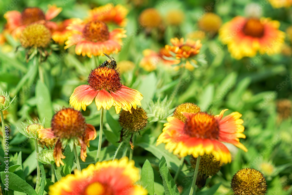 Amazing picture of a bee sitting on a flower, flower attracting bee are the pollinators of garden, selective focus. Amazing picture of a bee sitting on a flower, flower attracting bee are the pollinators of garden, selective focus.