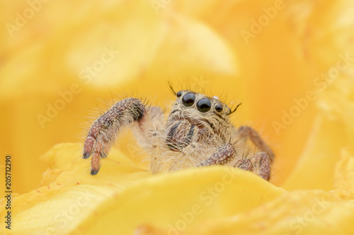 Super macro young female Hyllus diardi or Jumping spider hiding inside yellow flower