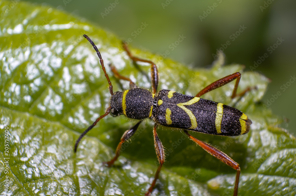 yellow striped bug on green leaf in summer forest