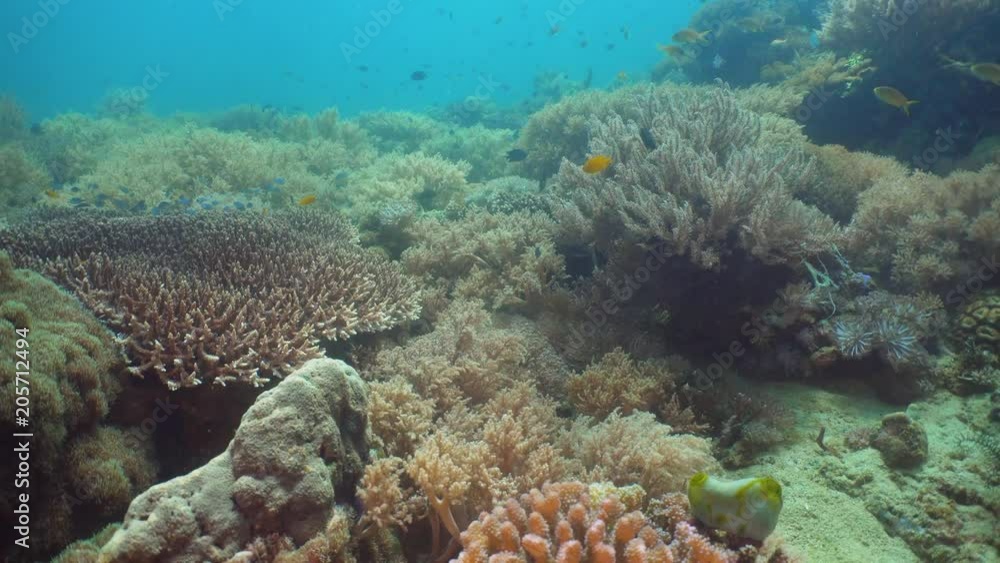 Fish and coral reef at diving. Wonderful and beautiful underwater world with corals and tropical fish. Hard and soft corals. Philippines, Mindoro. Diving and snorkeling in the tropical sea. Fish and coral reef at diving. Wonderful and beautiful underwater world with corals and tropical fish. Hard and soft corals. Philippines, Mindoro. Diving and snorkeling in the tropical sea.