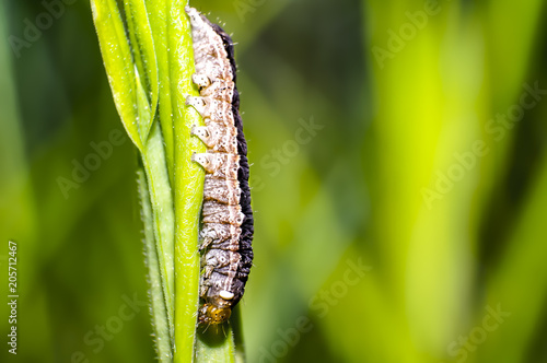 small caterpillar on green grass at summer meadow