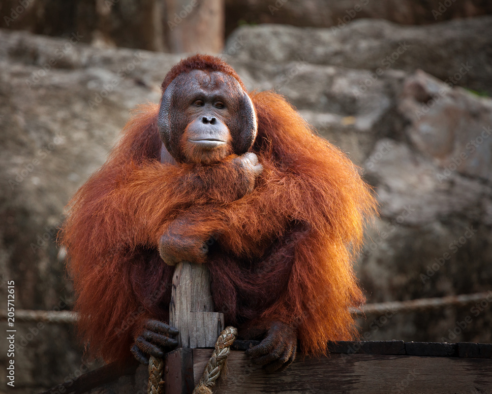 Orangutan,A male Sumatran Orangutan. Sumatran Orangutans are critically endangered in the wild due to deforestation for palm oil plantations. Orangutan,A male Sumatran Orangutan. Sumatran Orangutans are critically endangered in the wild due to deforestation for palm oil plantations.