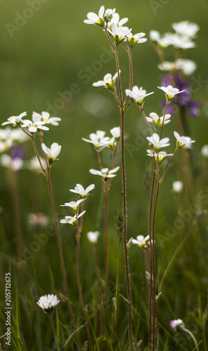 Wild flowers in spring. Detail photography of wild nature