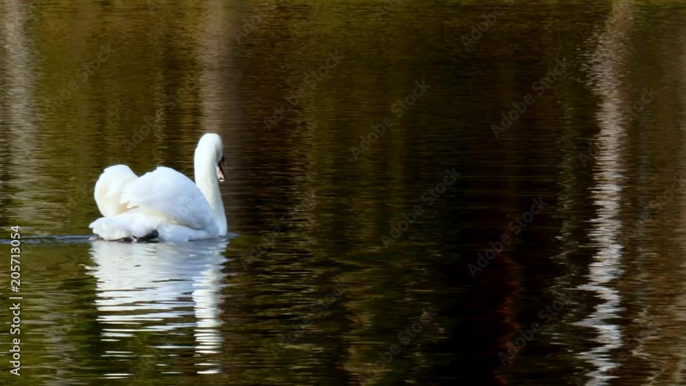 A beautiful white swan swims in the summer on the mirror surface of the lake in the park in search of food. Birds in the wild nature. A beautiful white swan swims in the summer on the mirror surface of the lake in the park in search of food. Birds in the wild nature.